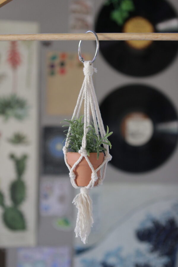 Tiny Plant & Hanger