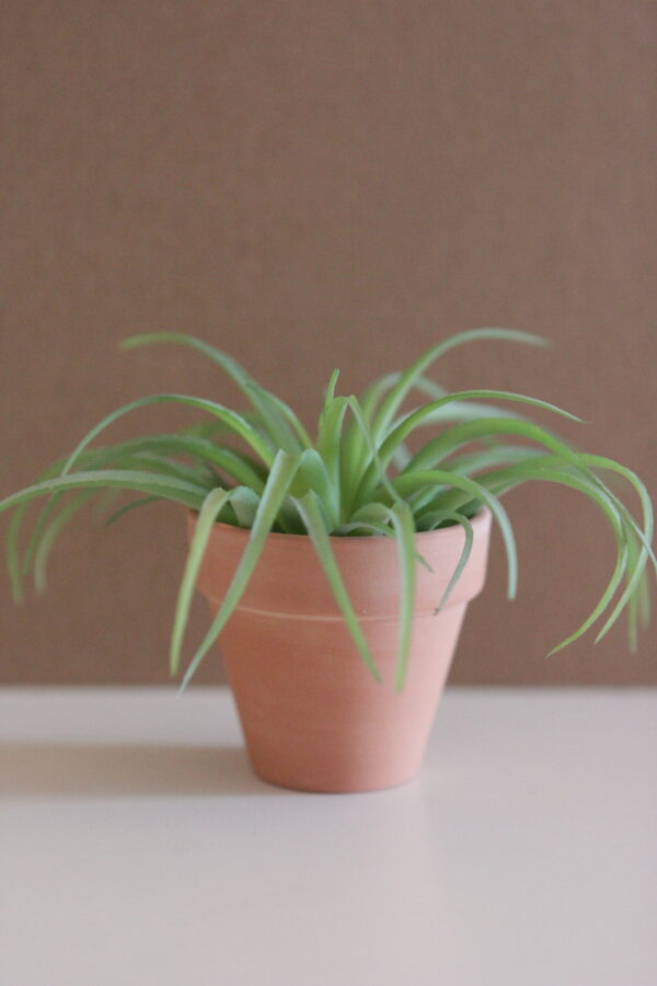 Happy Plants - Image 6