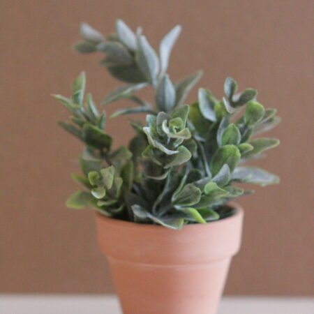 Happy Plants