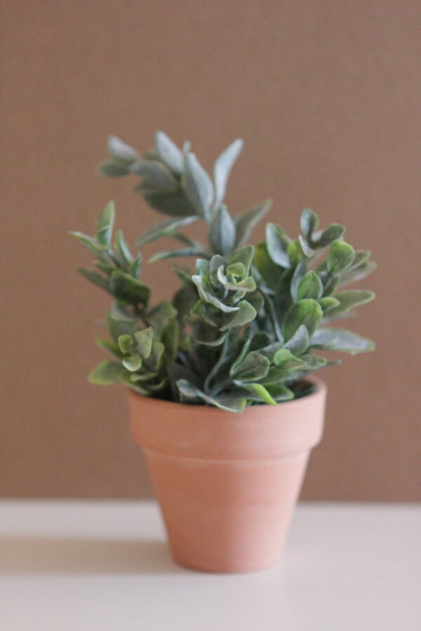 Happy Plants